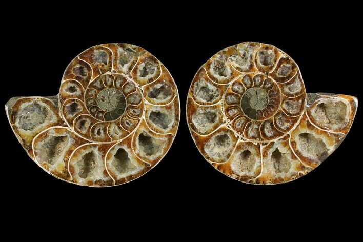 Agatized Ammonite Fossil - Madagascar #111484